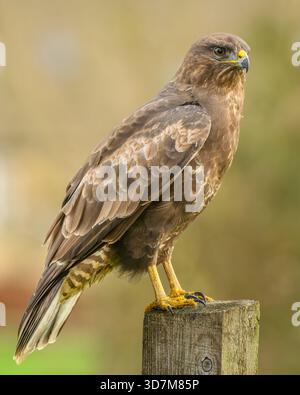 Common Buzzard Uk (Buteo Buteo) Stock Photo