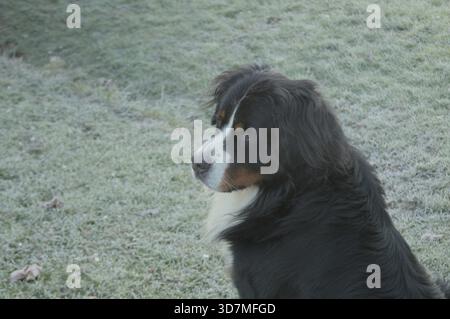 A large long-haired dog sitting outdoors on a frosty grass field during a cold winter morning. The dog is captured in side view, calmly observing its Stock Photo