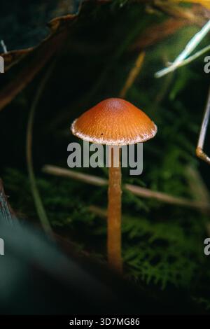 A solitary, slender orange mushroom stands out vividly against a deep, dark, mossy forest background Stock Photo