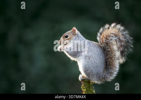 Grey squirrel (Sciurus carolinensis) eating a nut while perched on a mossy, tree branch, UK. Stock Photo