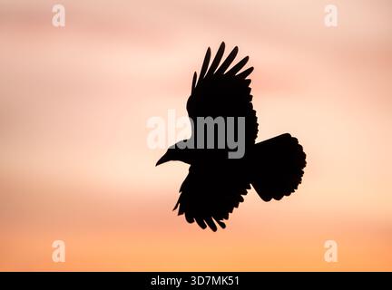 Silhouette of carrion crow (Corvus corone) in flight at sunset, UK. Stock Photo