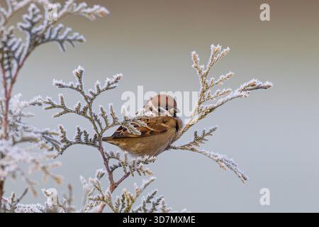 Tree Sparrow (Passer montanus) adult perched on ice-covered branch of thuja hedge in snowy winter landscape, Baden-Wuerttemberg, Germany Stock Photo