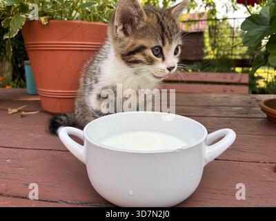A curious kitten sits beside a white milk bowl on a wooden deck, with potted plants and greenery in the background. A warm, playful moment perfect for Stock Photo