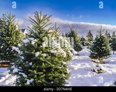 Snow covered balsam fir trees at a Christmas tree farm. Stock Photo
