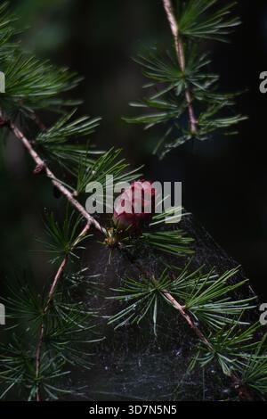Red pine cone on a branch with spider web in a forest Stock Photo