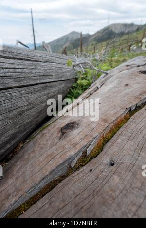 Moss growing in a crack of fallen tree, Bob Marshall Wilderness, Montana, USA. Stock Photo