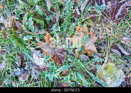 Close-up of autumn leaves and grass covered in delicate frost, showing natural textures, colors, and patterns formed by early winter cold Stock Photo