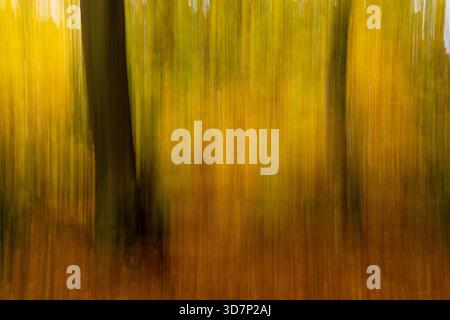 View of blurred vertical lines of golden and brown hues suggesting trees in a dense forest, capturing the abstract essence of nature, The Chilterns, O Stock Photo
