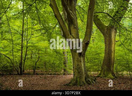 View of vibrant green foliage clinging to towering trees, their trunks rising from a carpet of fallen leaves in a serene woodland setting, The Chilter Stock Photo