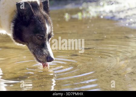 Ronda, malaga, spain Dog quenching thirst, drinking dirty water from a puddle outdoors. Ripples are forming on the water surface Stock Photo