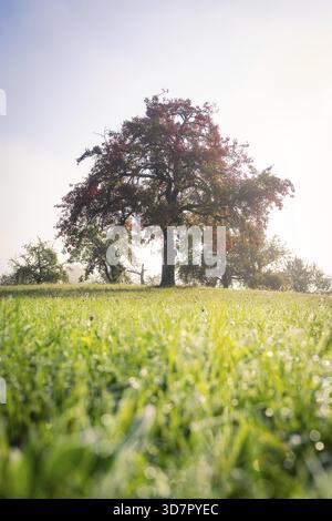 Single tree on green meadow with morning dew in soft morning light Stock Photo