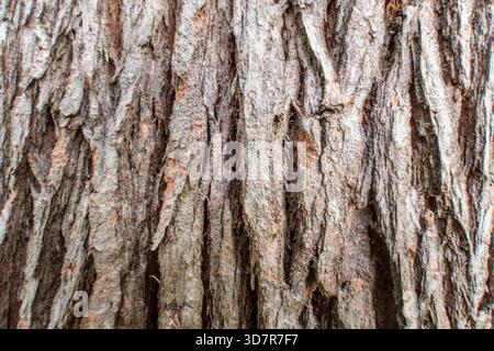 Close-up macro of weathered tree bark texture with deep, rugged, vertical ridges. Natural gray and brown abstract background or wallpaper. Stock Photo