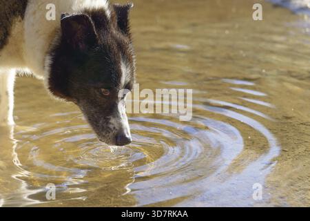 Ronda, malaga, spain Dog cooling down and drinking water from a shallow puddle, creating concentric ripples on the surface Stock Photo