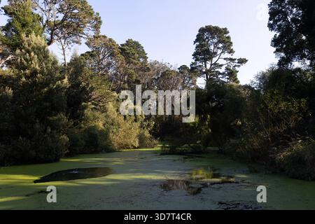 Shaded pond with green algae and surrounding trees in Golden Gate Park Stock Photo