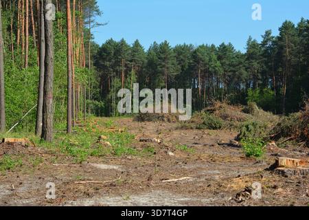 Deforestation Area in Pine Forest with Tree Stumps and Cut Logs Stock Photo