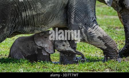 A wild African elephant baby is sheltering under the bulk of its mother, in this swamp in Amboseli. Dead trees in the background. Stock Photo