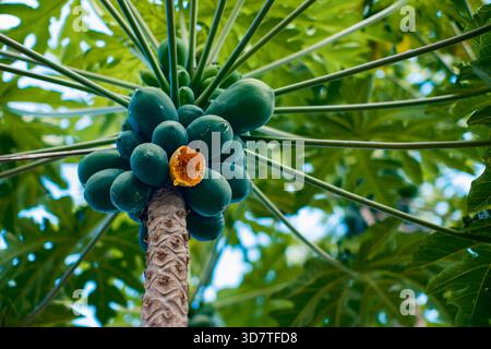 Tropical growth. Low angle perspective of green papayas on a tree, featuring one yellow, eaten fruit with ants. Captures the raw, natural process of f Stock Photo