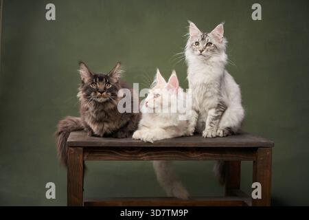 Three kittens sit together on a wooden bench against a green background, their varied poses adding interest. The soft lighting and natural composition Stock Photo