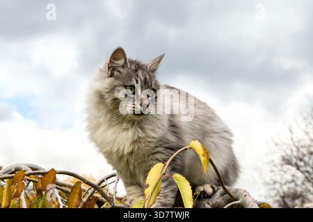 Fluffy gray cat climbing on tree branches outdoors during autumn, looking alert and curious in natural daylight Stock Photo
