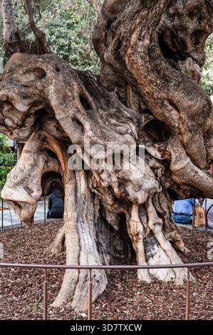 Palma de Mallorca, olive tree trunk, (Olea europaea). Stock Photo