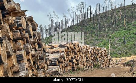 Cut tree trunks piled up in the mountains of the Canary Islands Stock Photo