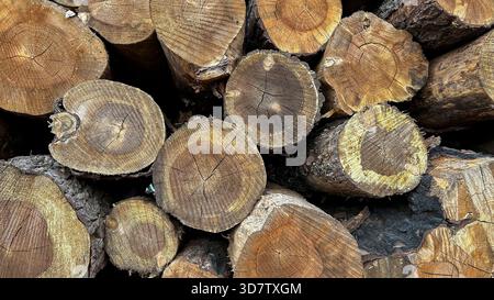 Close-up of cut tree trunks Stock Photo