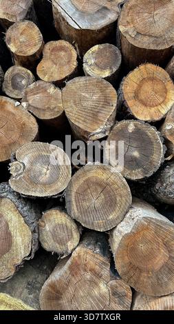 Cut tree trunks Stock Photo