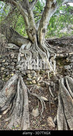 The trunk and roots of a very old Canary Islands dragon tree, or drago ...