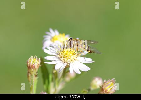 Female hoverfly, Common Flower Fly, Syrphus ribesii on flower Michaelmas daisy, Aster, Symphyotrichum. Dutch garden. September, Netherlands. Stock Photo