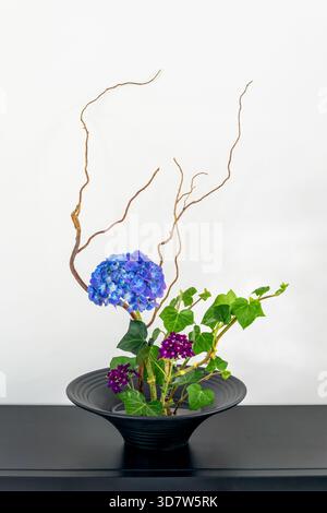 Ikebana flower arrangement with blue hydrangea and ivy in a black vase on white background Stock Photo