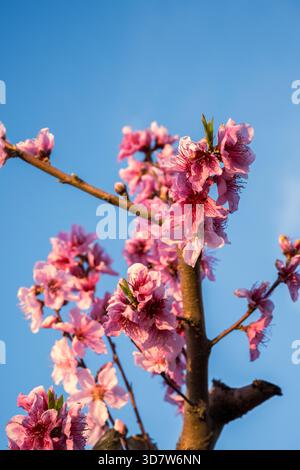 Vibrant pink cherry blossoms bloom on a branch against a clear blue sky. Benissanet, Tarragona, Spain Stock Photo