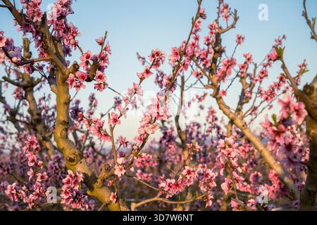 Pink cherry blossoms on tree branches against a clear blue sky in spring. Benissanet, Tarragona, Spain Stock Photo