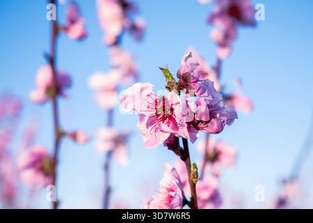 Pink cherry blossoms on branches against a clear blue sky. Benissanet, Tarragona, Spain Stock Photo