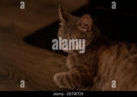Brown tabby cat lying on wooden floor with a relaxed expression. Stock Photo