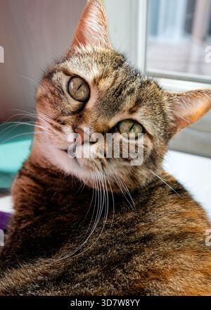 Close-up of a cute fluffy tabby cat sitting and licking its nose with ...