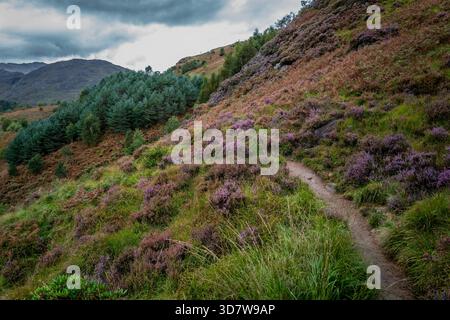 Mountain path winding through lush heather and pine with dramatic cloudy sky. Scotland Stock Photo
