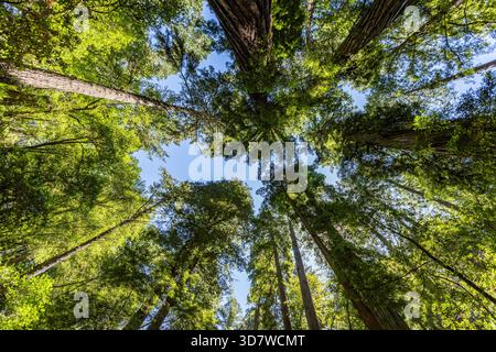 Tall green trees along Dipsea Trail seen from below Stock Photo