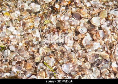 Overhead view of sea shells under water at beach Stock Photo