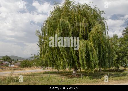 This is a beautiful photo of a weeping willow in the village of Idrisgyshlag in Azerbaijan. Landscape with a tree, fields and houses in the background Stock Photo