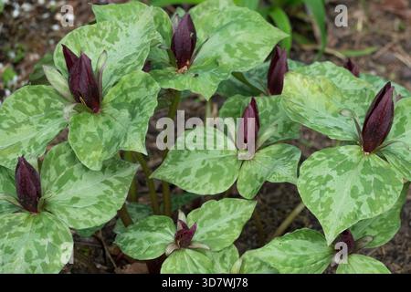 Trillium sessile, Sessile Trillium Toadshade Red Trillium Sessile Wake Robin Stock Photo