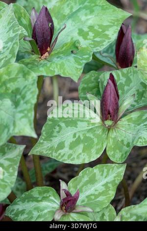 American Wood Lily, Sessile Trillium Toadshade Red Trillium Sessile Wake Robin, Trillium sessile Stock Photo
