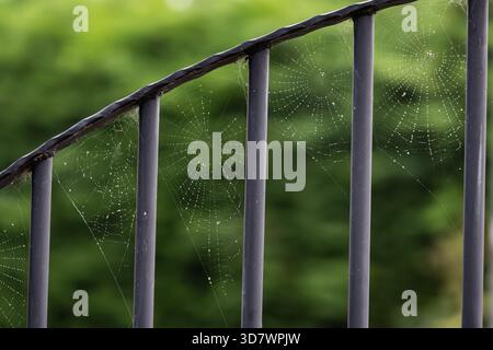 An early morning autumnal view of wet and frosty spiders webs on a residential garden fence in West Yorkshire Stock Photo