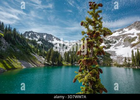 Pine tree branch with cones against turquoise alpine lake and snow-capped mountain backdrop, Red Pine Lake, Utah Stock Photo