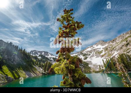 Pine tree branch with cones against turquoise alpine lake and snow-capped mountain backdrop, Red Pine Lake, Utah Stock Photo
