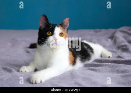 Cute tortoiseshell cat is resting on the purple blanket on a bed. Stock Photo