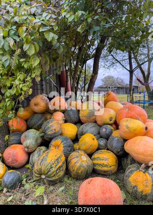 Pile of pumpkins and large leaves outdoor in a garden Stock Photo - Alamy
