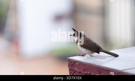 Red fronted bulbul bird sitting on a wall, Goa in South India, wildlife in urban environment, pycnonotus jocosus Stock Photo