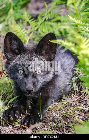 A melanistic red fox kit laying in the ferns Stock Photo