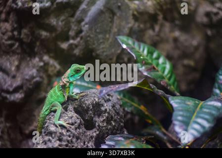 A green lizard is sitting on a rock next to a leafy plant. The lizard is looking at the camera Stock Photo