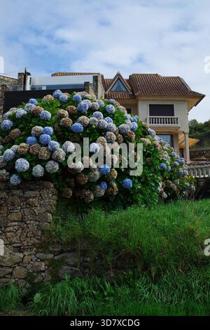 Villa in Portugal with a large bush of blue and light blue hydrangeas, an example of a flower bed in front of the house. Stock Photo